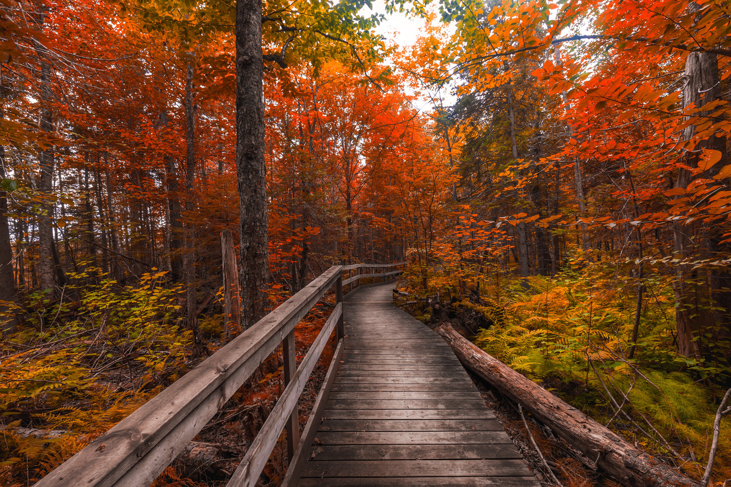 Canvas - Sheriff Creek Autumn Walk