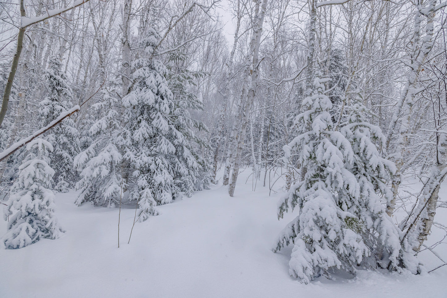 Canvas - The Winter Wonderland Sheriff's Creek 22