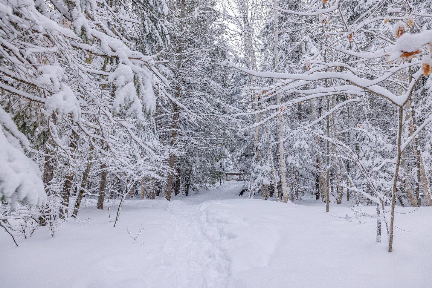 Canvas - The Winter Wonderland Sheriff's Creek 23