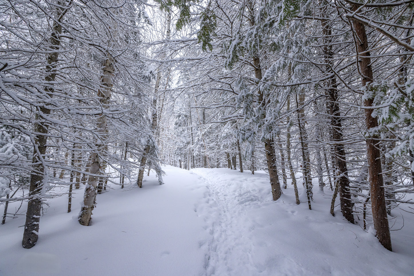Canvas - The Winter Wonderland Sheriff's Creek 24