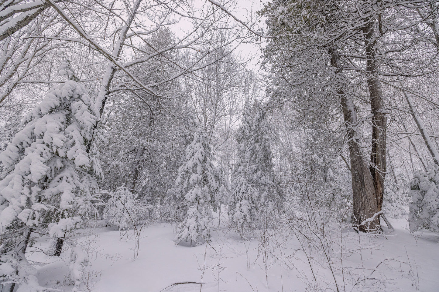 Canvas - The Winter Wonderland Sheriff's Creek 29