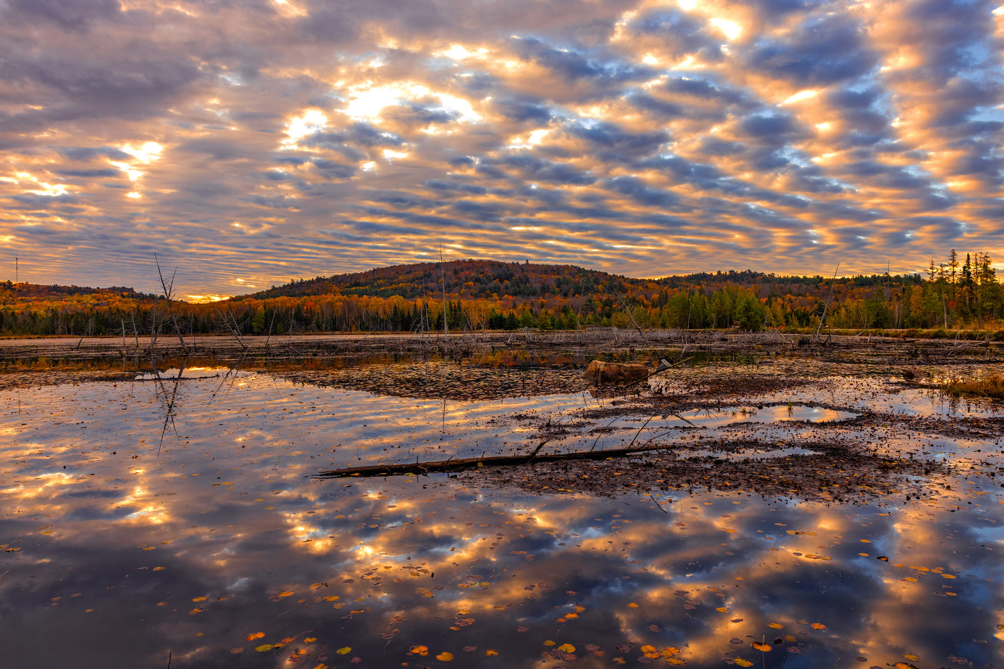 Canvas - Zebra Skies Sheriff's Creek