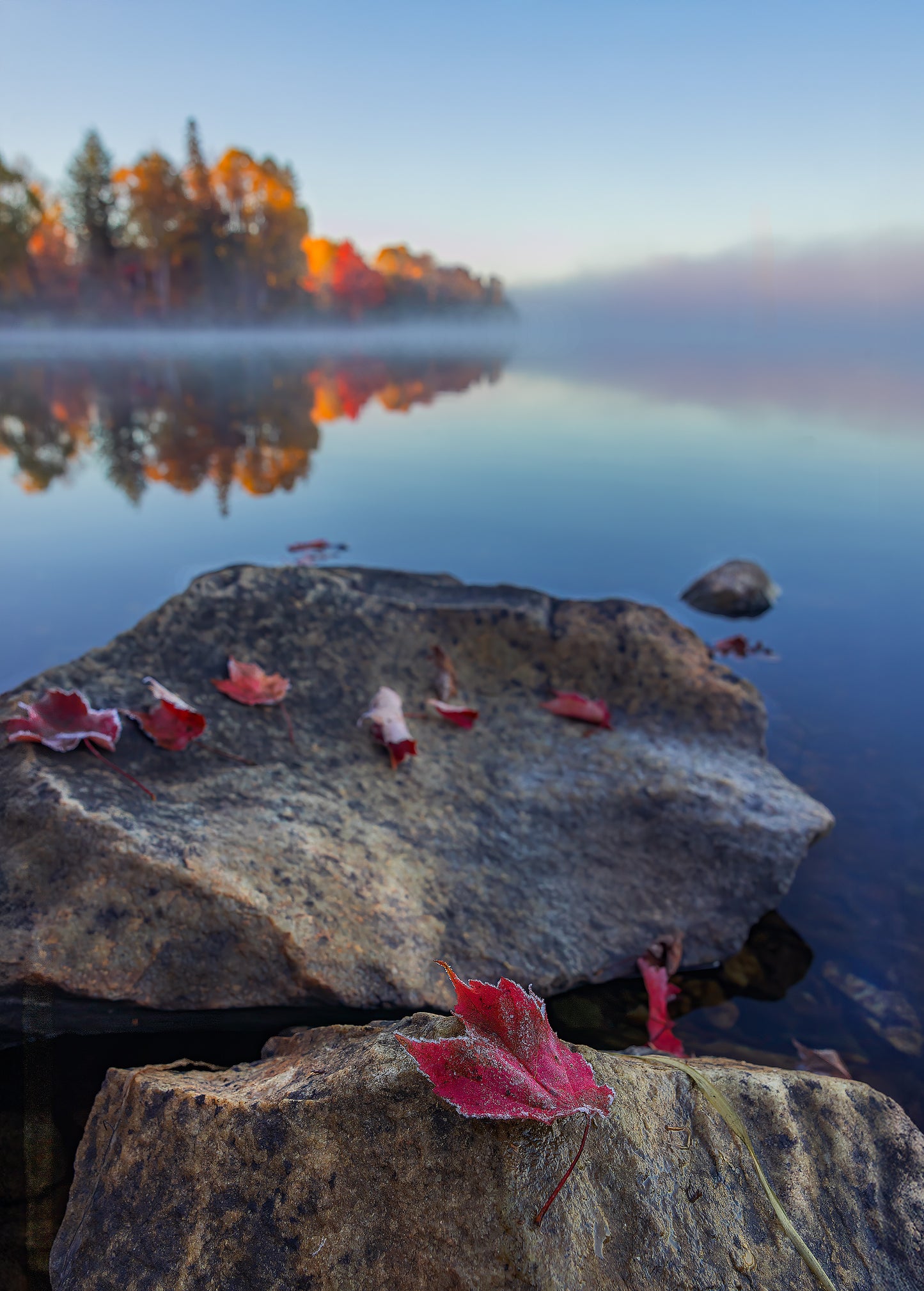 Canvas - Westview Park Frosty Leaf