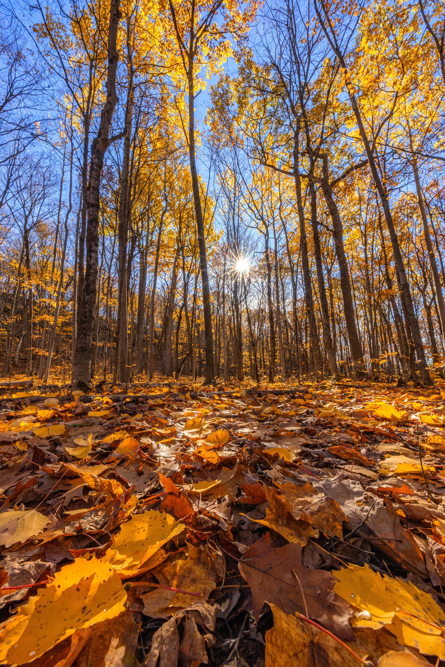 Canvas - Yellow Forest 1