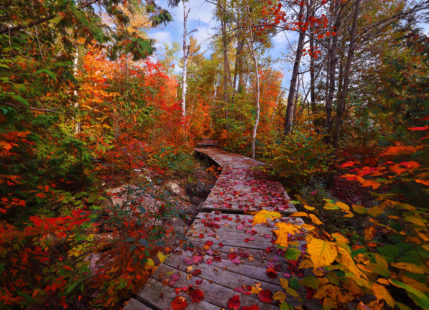 Canvas - Cobre Lake Autumn Boardwalk