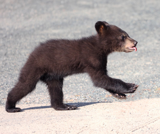 Wildlife - Bear Cub Running