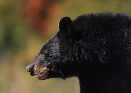 Wildlife - Bear Headshot