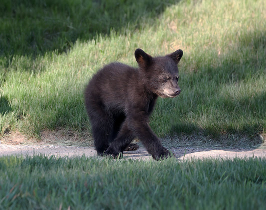 Wildlife - Bear Cub Sidewalk