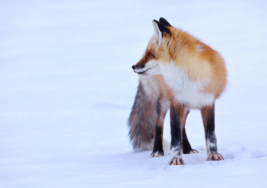 Wildlife - Winter Fox 2