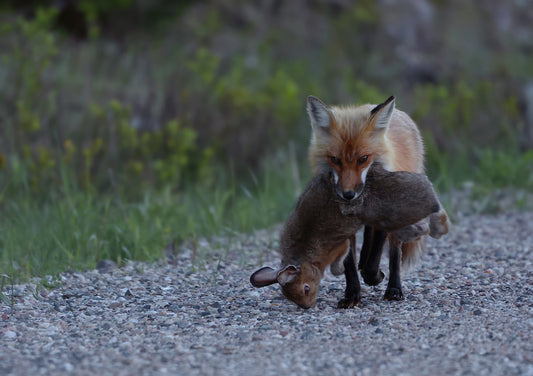 Wildlife - Fox with Hare