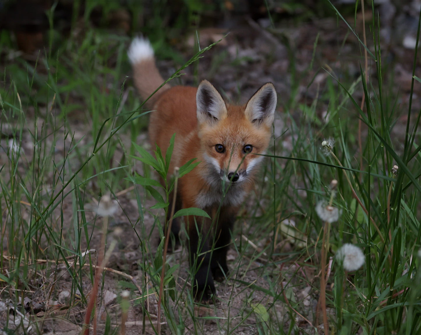 Wildlife - Fox Kit