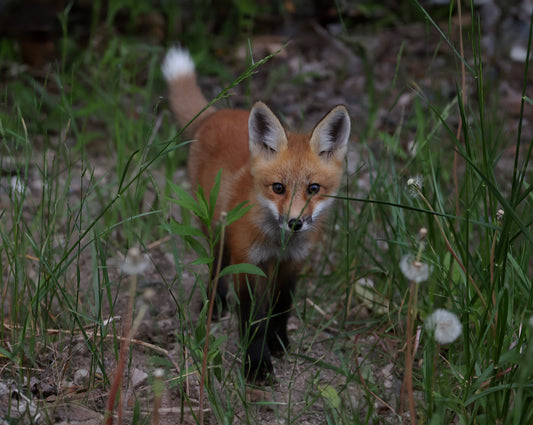 Wildlife - Fox Kit