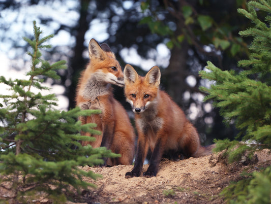 Wildlife - Fox Kits x2