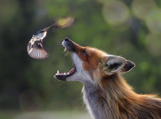 Wildlife - Fox Bird Hunting