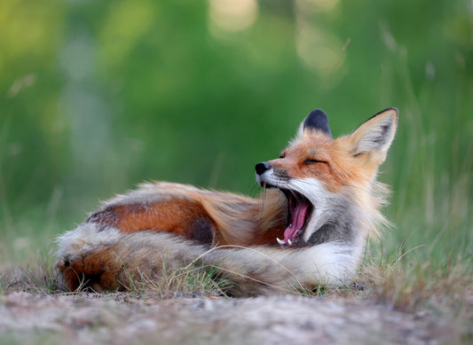 Wildlife - Fox Yawning