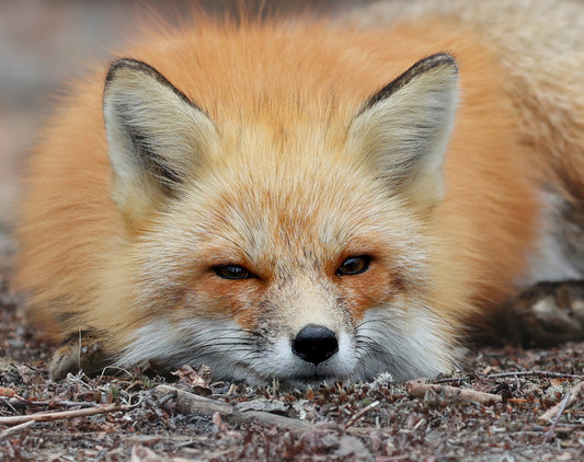 Wildlife - Fox Nap