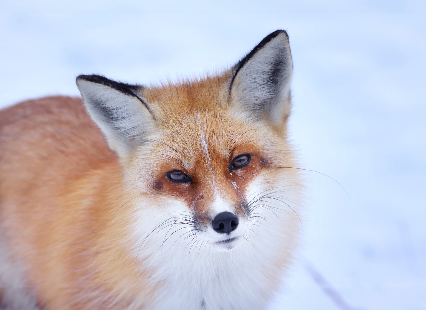 Wildlife - Winter Fox 1