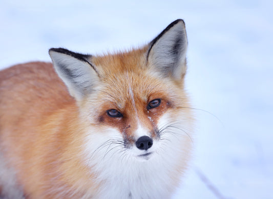 Wildlife - Winter Fox 1