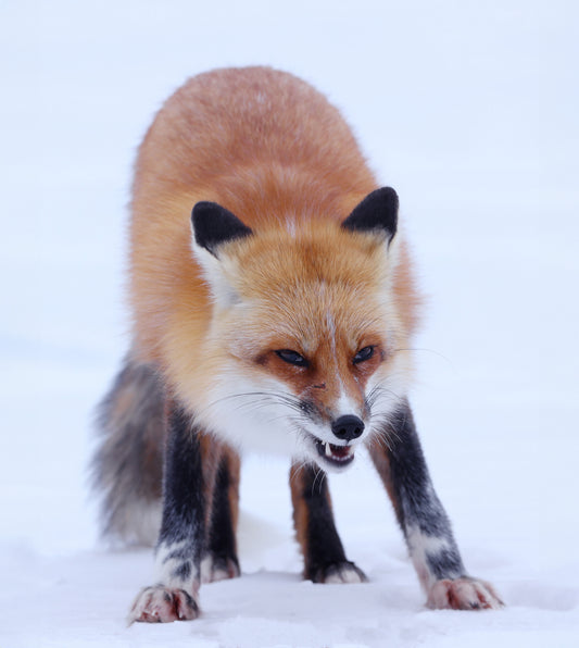 Wildlife - Winter Fox 3