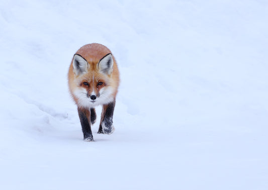Wildlife - Winter Fox 4