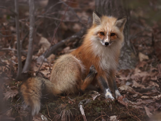 Wildlife - Fox Sitting