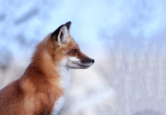 Wildlife - Winter Fox 5