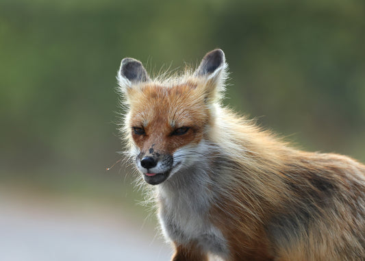 Wildlife - Fox Headshot 1