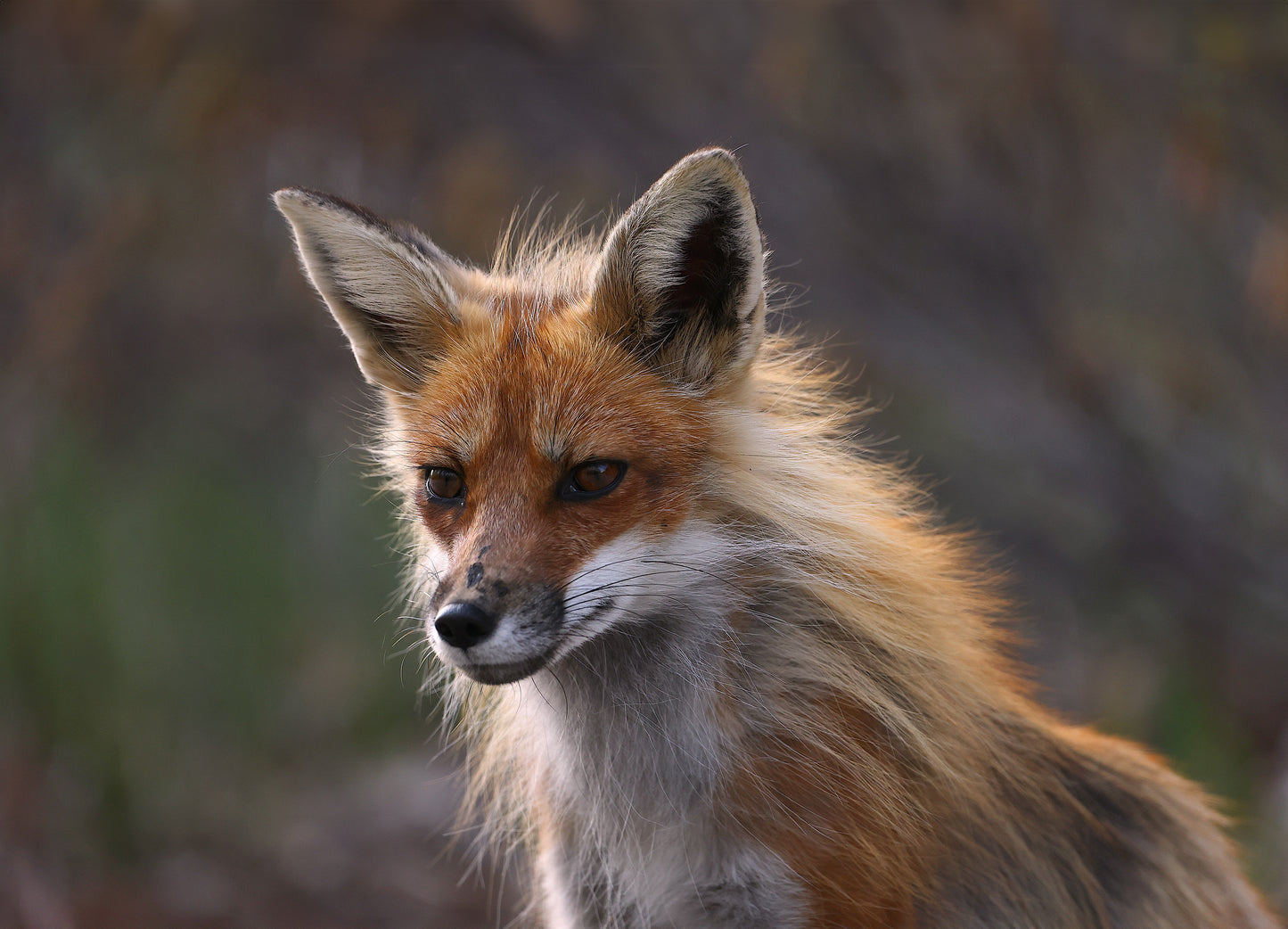 Wildlife - Fox Headshot 2