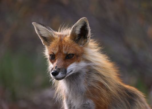 Wildlife - Fox Headshot 2