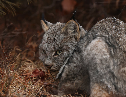 Wildlife - Lynx Headshot 3