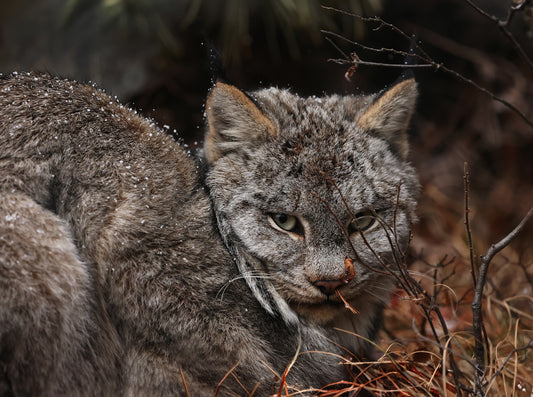 Wildlife - Lynx Headshot 2