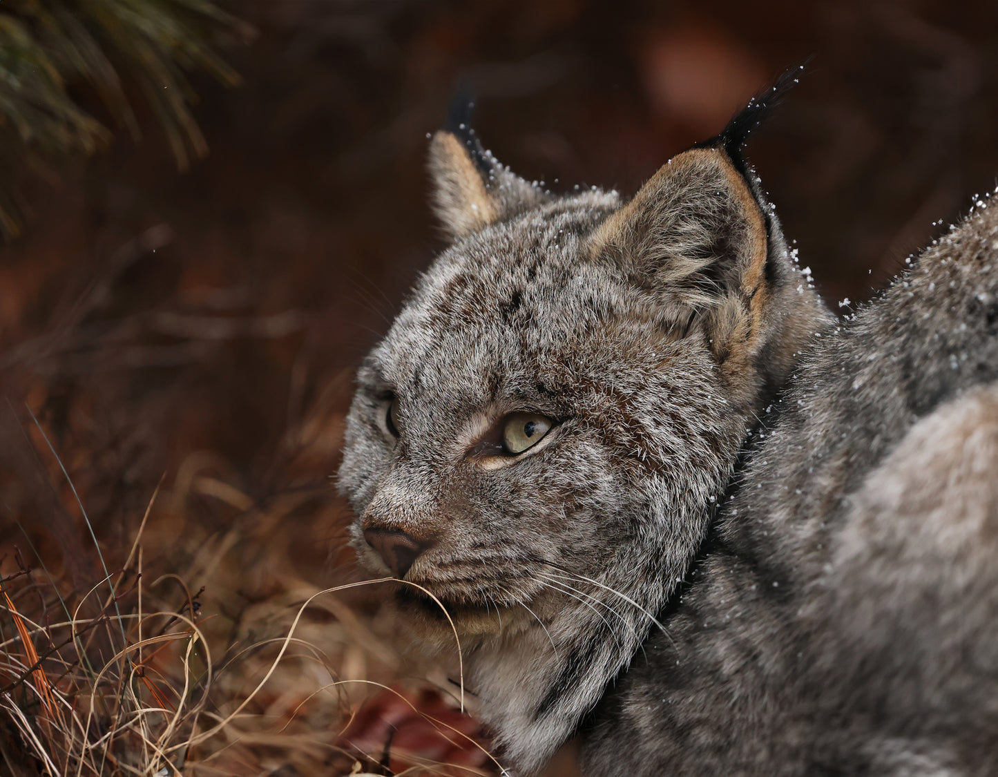 Wildlife - Lynx Headshot 1