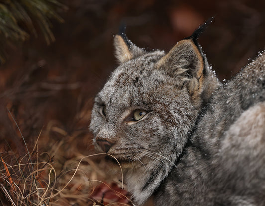 Wildlife - Lynx Headshot 1