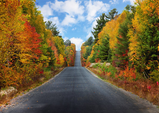 Canvas - Roads - Hwy 639 Yellow Autumn