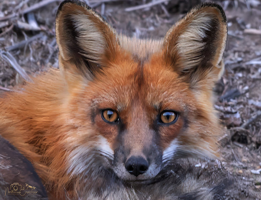 Wildlife - Fox Face