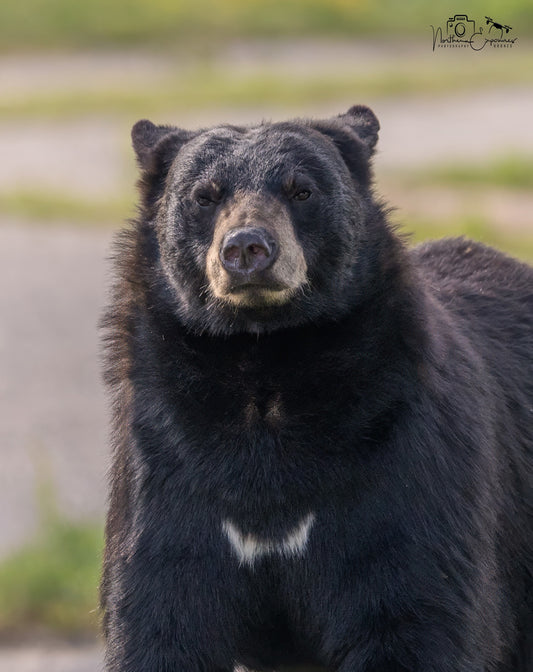 Wildlife - Bear Headshot 3