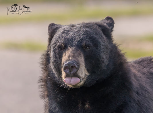 Wildlife - Bear Headshot 2
