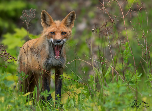 Wildlife - Fox Mouth Open