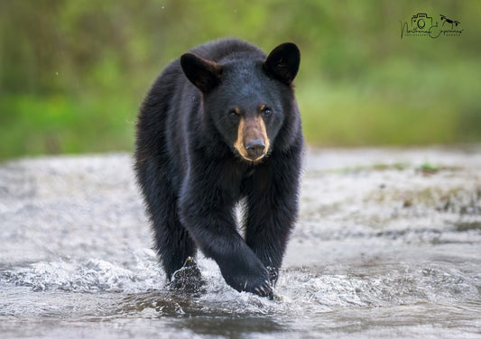 Wildlife - Bear Running