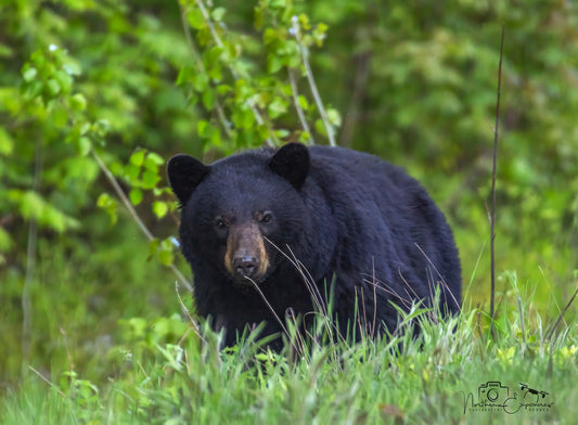 Wildlife - Bear in Grass