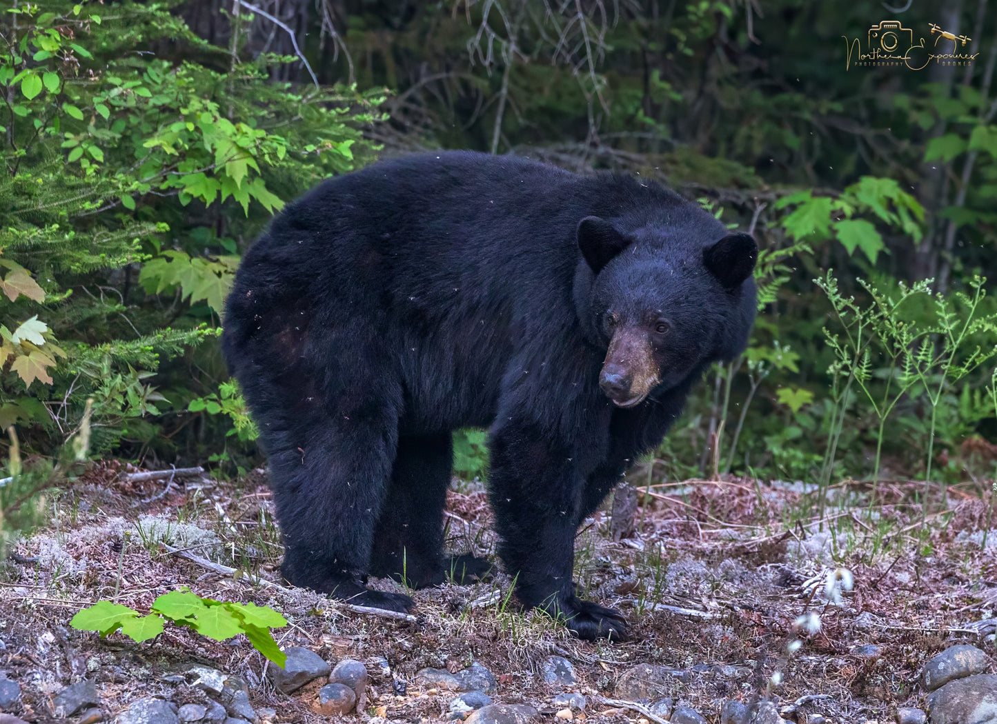 Wildlife - Bear side profile