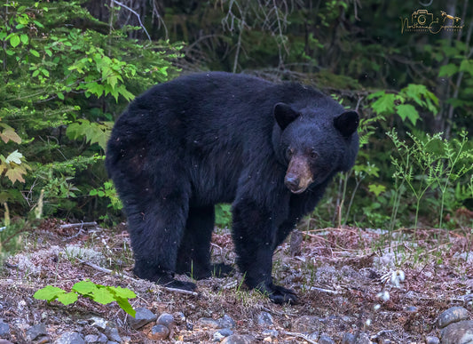 Wildlife - Bear side profile