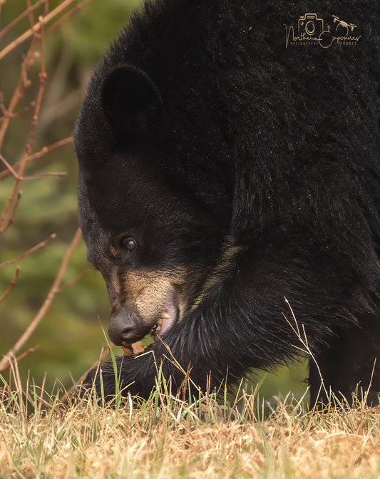 Wildlife - Bear Teeth