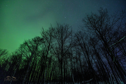 Canvas - Aurora Green Trees (2026)