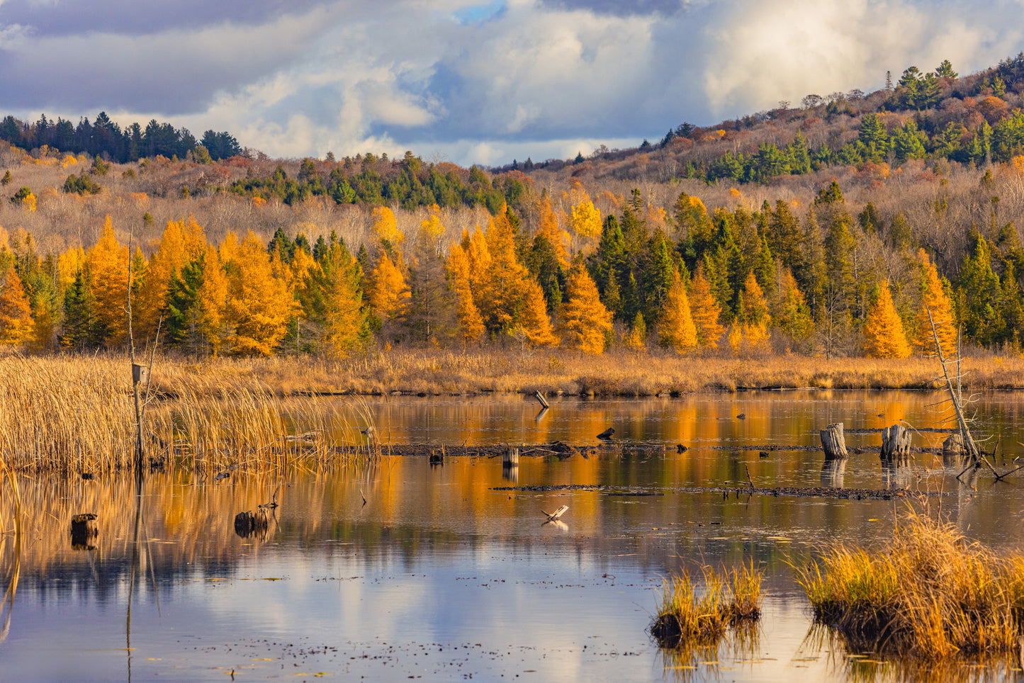 Canvas - Sheriff's Creek Yellows 1