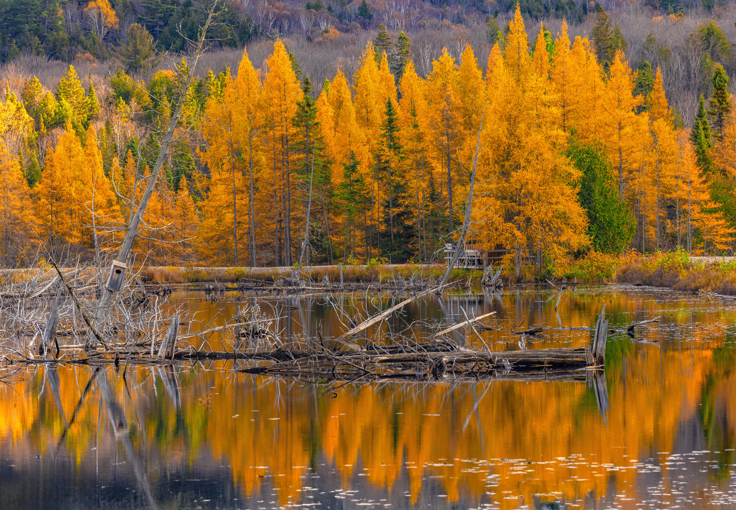 Canvas - Sheriff's Creek Yellows 2