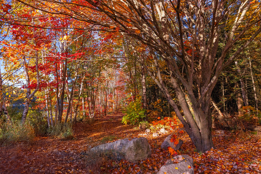 Canvas - Esten Boat Launch birch Red Tree