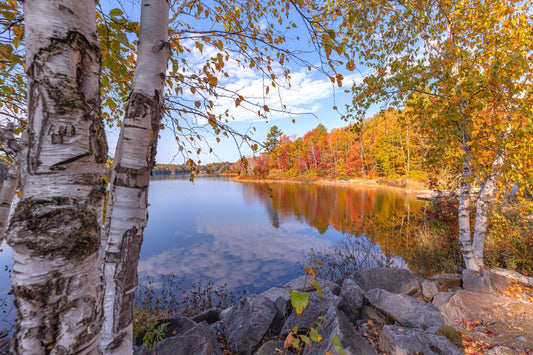 Canvas - Esten Boat Launch birch trees