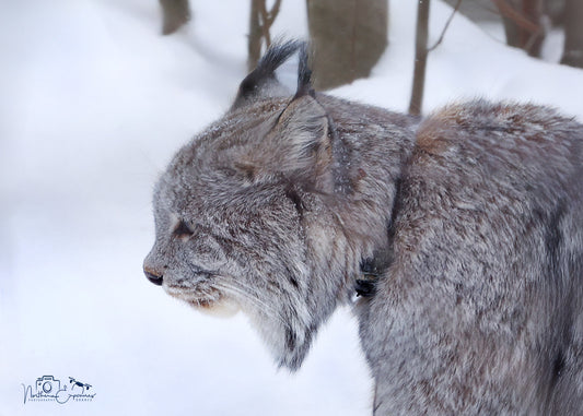 Wildlife - Lynx with MNR Radio Collar