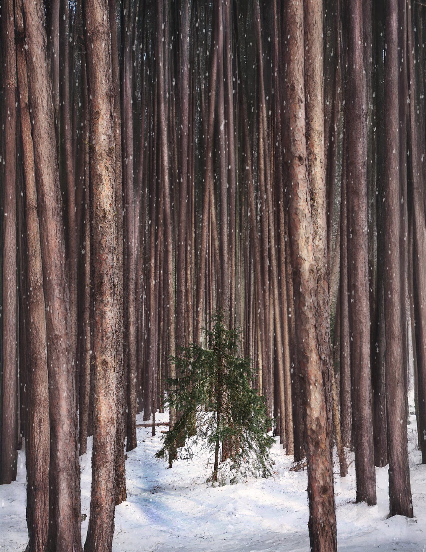 Canvas - Lonely Tree